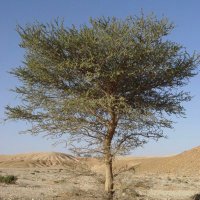 حمدان عجيريف الحسن (@hamdan1377) 's Twitter Profile