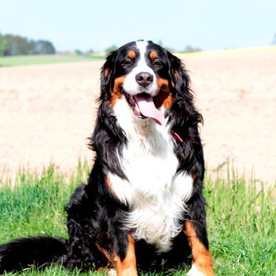 kubebooy's profile picture. https://t.co/oKbhHkm6Wh

#NFT #BOUVIER #CUTEDOG #CHARITY

Get your NFT and fall in love with theses adorable DOG