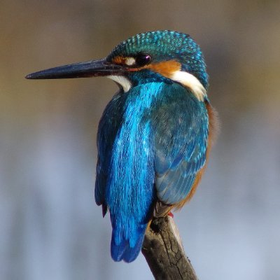 おっさんが花と鳥撮って喜んでます。花鳥の写真より機材写真の方がいいね多いアカウント。愛機： #PENTAX : #K3Mk3 #KP #K5IIs #K20D #SONY : #RX100 #iPhone8 : #Hipstamatic