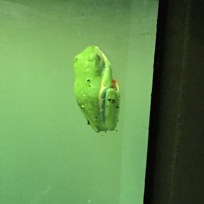 yazukikika's profile picture. 東方好きです。あっあとポケモンが好きです。よろしくおねがいします( ・∇・)。 推しハ比那名居天子とポケモンのモクローです(*´ω｀*) この頃プロセカ始めました〜( ・∇・)