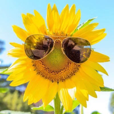 AhmedEl43090707's profile picture. 