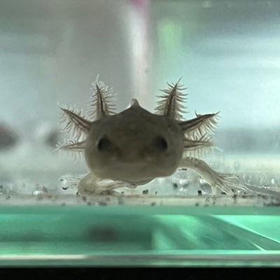 おもちさんのプロフィール画像
