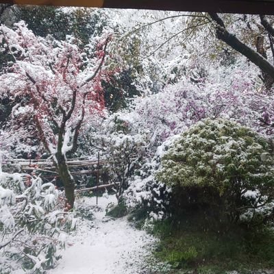 橘晴久/華音さんのプロフィール画像