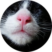 いつの間にか62歳（当年とって71歳♪） (@reziru) Twitter profile photo
