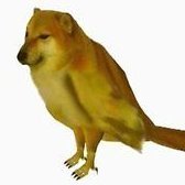 Shibaさんのプロフィール画像