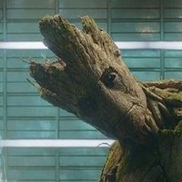 I am Groot (@bot4nist) 's Twitter Profile Photo I am Groot (@bot4nist) 's Twitter Profile Photo