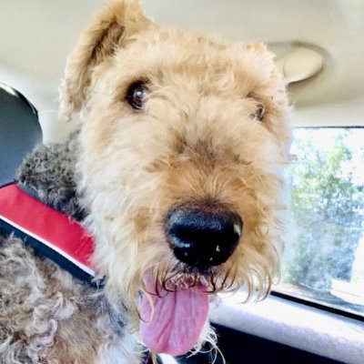 Rescues senior Airedales...liberal