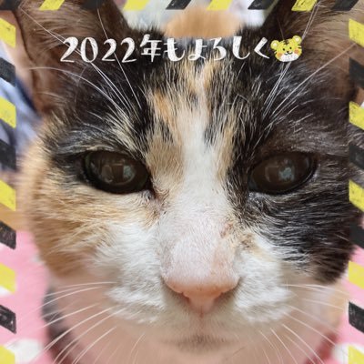 猫飼い🐱はな🐱H27.7/15🌈みー🐱R4.7/3永眠🌈ふく🐱R5.12/15永眠🌈他のニャンズは隣の猫家に居ます😺ツィート少なめ。木村拓哉さん❤ C&Cクルー❗️保護活動されてる方尊敬してます。飼い主膀胱癌、ストーマ手術。心霊YouTube好き👻ブリアナちゃんも好き❤️