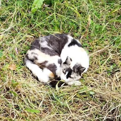 kamoi_11636's profile picture. 