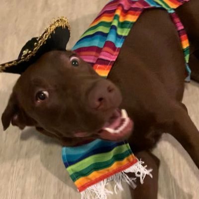 im a mexican dog and I like to gamble for tacos