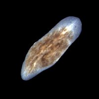 Benham-Pyle Lab (@benhampylelab) 's Twitter Profile