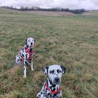 Mother of spots(@WinnyWaggles) 's Twitter Profile Photo