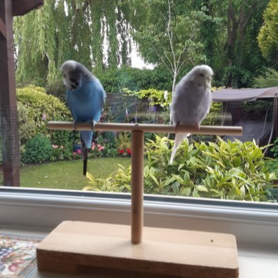 budgiegreen1's profile picture. 