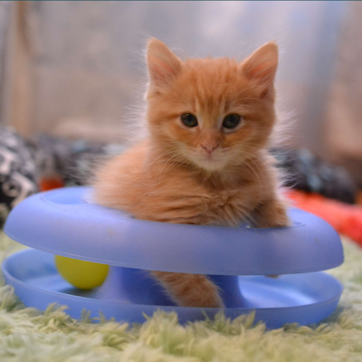 FlixerXD's profile picture. 