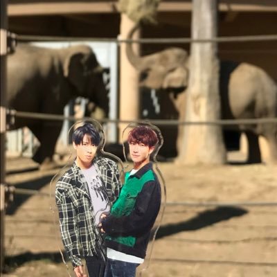⛄️❤️ だて と なべ 💙⛄️ ハロハロは偶然が重なりすぎて特別枠🐘🐘🐘🐘 好きな四字熟語は 宮舘無双 になりました!