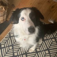 Roux the rescue ๐ด๓ ง๓ ข๓ ณ๓ ฃ๓ ด๓ ฟ๐จ๐ฆ (@albagubrath1966) 's Twitter Profile Photo Roux the rescue ๐ด๓ ง๓ ข๓ ณ๓ ฃ๓ ด๓ ฟ๐จ๐ฆ (@albagubrath1966) 's Twitter Profile Photo
