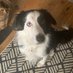 Roux the rescue ๐ด๓ ง๓ ข๓ ณ๓ ฃ๓ ด๓ ฟ๐จ๐ฆ (@albagubrath1966) Twitter profile photo Roux the rescue ๐ด๓ ง๓ ข๓ ณ๓ ฃ๓ ด๓ ฟ๐จ๐ฆ (@albagubrath1966) Twitter profile photo