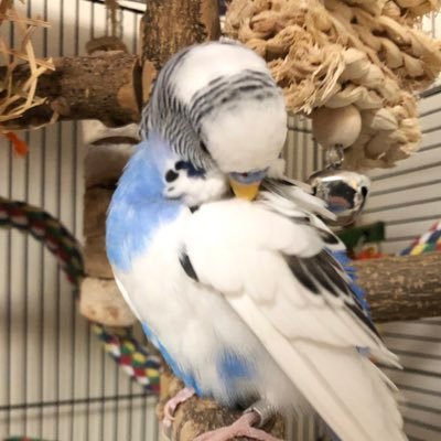 oriskye's profile picture. Ori in sky ☁️