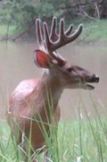 Whitetails Country - the place for whitetail fanatics including news, information and opinions.