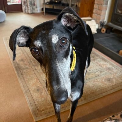 I’m a rescue whippet. I love my walks, my cuddles and my sofa….but most of all, I love FOOD.