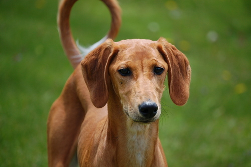 lasaluki's profile picture. a foodie of the first degree