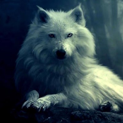 ilteriş legacy☪®🐺さんのプロフィール画像