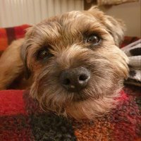 🌈Baxter Boo MBE (Member of the Barking Empire)(@BaxterBooBT) 's Twitter Profile Photo