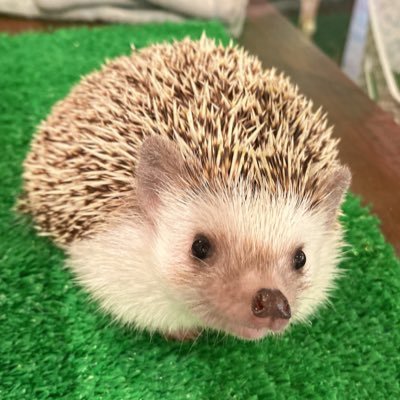 88_Hedgehog Profile Picture