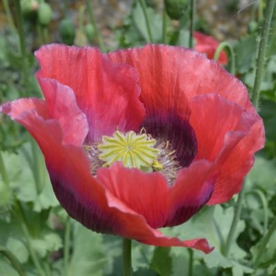 papaver Profile Picture