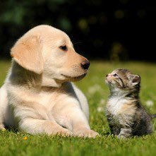 KAKO65159934's profile picture. 犬と猫の動物とＢＵＣＫ-ＴＩＣＫと氷室京介など音楽が好きです。and映画と芸術も💖 言葉の勉強📝と人見知りを変えたい🤗と始めました。ホンワカ暖かい性格と言われますが☺️決める時はビシッとを目指してます。日々の中で心が動いた日常も書きます✨