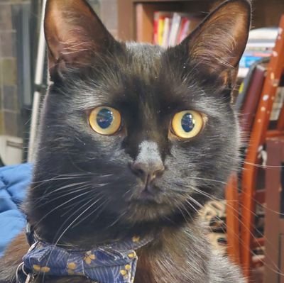 kachangnut's profile picture. So many interests, so little time.