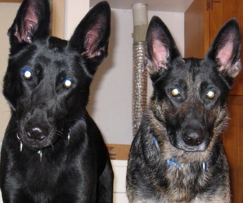 Animal_Connect's profile picture. Over 20 years experience providing the best in Animal Nutritional, Health and supplies for the wonderful pets in our lives.