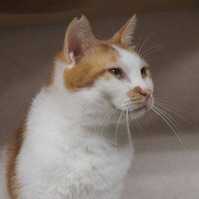 TNR 推進団体。その活動の中で外で暮らすことが出来ない猫を保護、譲渡しています。こちらではそれら猫をご紹介や譲渡会をお知らせしています。 譲渡会は予約制で毎月第2第4日曜に開催、詳細や申込みは下記フォームをご利用ください。 https://t.co/o9TLva60nl #mnc_cat