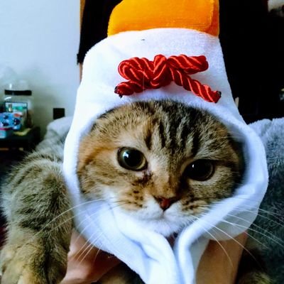 マンチカンのルイです🐈️
┃2021年7月生まれの女の子🐱
┃ねこ好きさんフォロバします🐈️🐈⬛🐈️
┃無言フォロー失礼します🥺