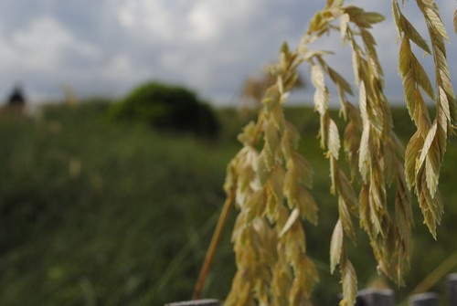 TheNattls's profile picture. 