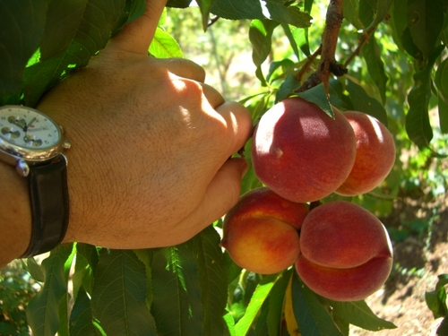 calopedro's profile picture. 