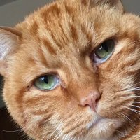 TinyAngelBill & Stanley (@tinybillyshow) 's Twitter Profile