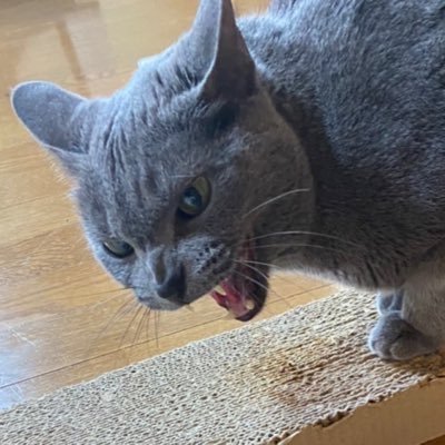 tencho_hideki's profile picture. 猫とお料理とオートバイと釣り（オフショアメイン）を愛する永遠のダイエッター。 自転車チーム、H.I.Aレーシング。 肉の金レーシング代表取締役 。 ニャンニャンネットワーク（NNN）に捕捉され猫が増えた。自転車はDEROSAプロトス バイクはZ900RSカフェ、CBR600F4i  山陰からあなたへ！