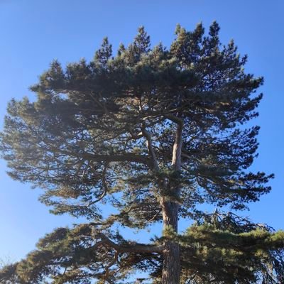 extinctures's profile picture. lit/landscapes