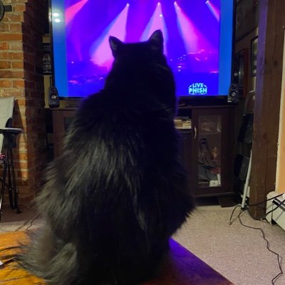 I'm a cat who likes to watch #Phish.