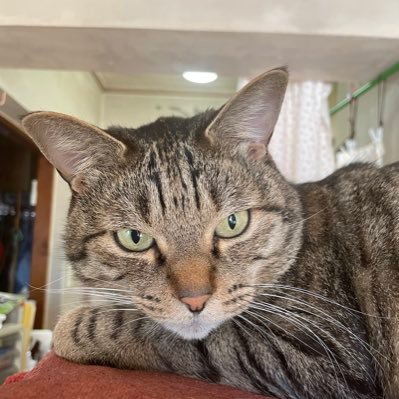 tutti2017's profile picture. ちっちゃい町工場のオヤジです。  基本ROM専門で、たぶん発信はしないとおもいます。よろしくお願いします。
