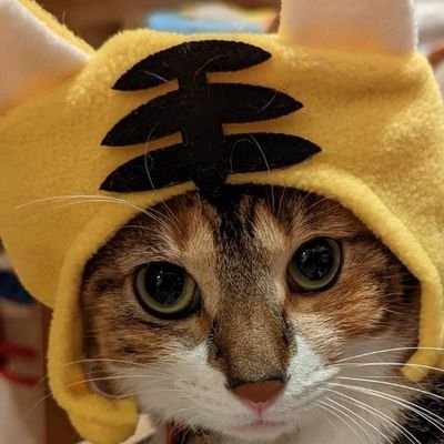 おしゃれ猫みんみんさんのプロフィール画像