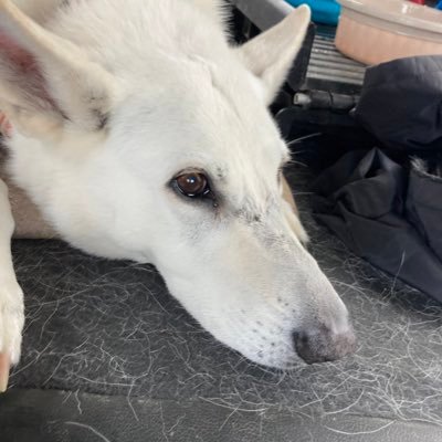 simpleservice99's profile picture. Kind & caring hoping the best for everyone during these trying times.  How can I help?