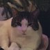 Studious Meatball ๐๐ Kate (@gremlintux) Twitter profile photo Studious Meatball ๐๐ Kate (@gremlintux) Twitter profile photo
