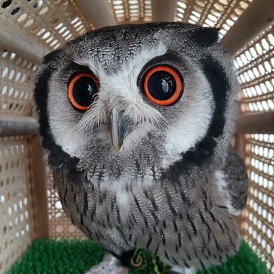 2018.06.12生まれアフコノのフーコ👧?です。
2021.04.11にお迎えしました。飼育初心者🔰
日々の写真をup、時々ちいかわ、時々飯テロ
よろしくお願いします。
※無断転載禁止※
※Reproduction prohibited without permission※
#アフリカオオコノハズク#フクロウ