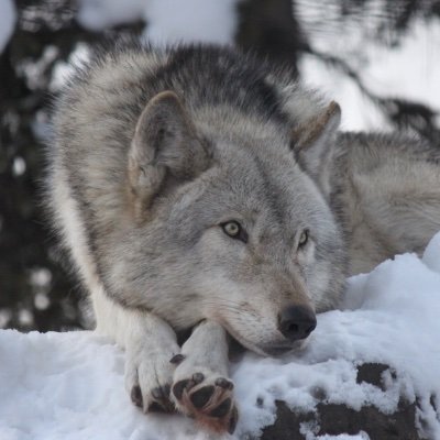 akim_wolf Profile Picture