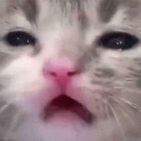 AlexWhyy (@whyyalex) 's Twitter Profile