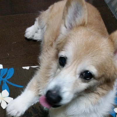 リバース1999とFGО、たまに読書と旅のこと。最推しはテナントさん🌹💎✨
馬と犬とBUMP OF CHICKENとSOPHIAとSIAM SHADEが大好きです🌻
無言フォロー失礼します(._.)