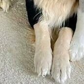 Hopper's Right Leg (@hopperleg) 's Twitter Profile