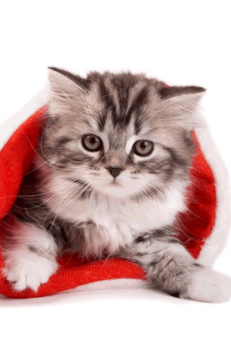 dirtydancing43's profile picture. 